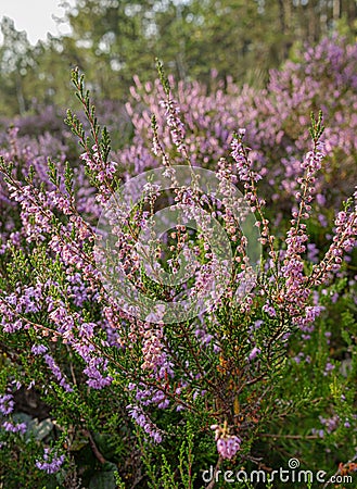 Wild heather flowers in swamp forest Stock Photo