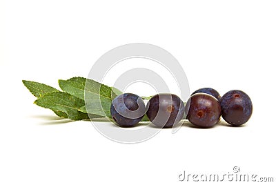 Wild Hedgerow Sloes Stock Photo