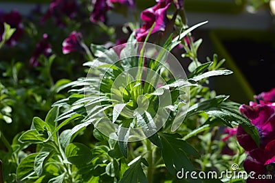 Wild herbs in balcony greening. Different plants grow in container Stock Photo