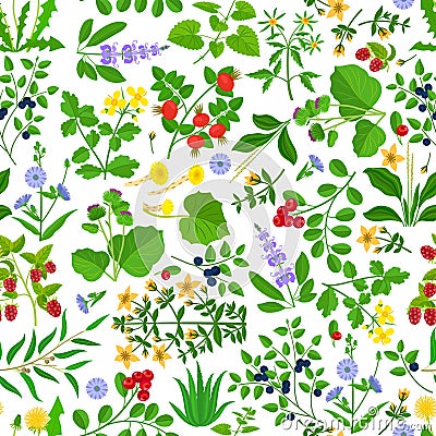 Wild herbs, flowers and berries pattern Vector Illustration