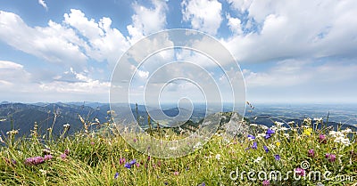 Wild herbs Stock Photo