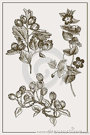 Wild and herbs plants set. Botanical hand drawn sketch. Spring garden flowers, branch with berries. Vector design. Can Vector Illustration
