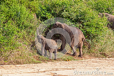 Wild herd of elephants come to drink in Africa in national Kruger Park in UAR Stock Photo