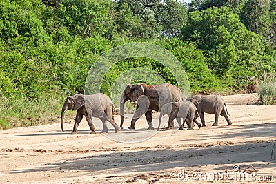 Wild herd of elephants come to drink in Africa in national Kruger Park in UAR Stock Photo