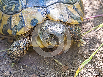 Wild Hermann`s tortoise is turtle species in Bulgaria. Stock Photo