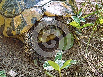 Wild Hermann`s tortoise is turtle species in Bulgaria. Stock Photo