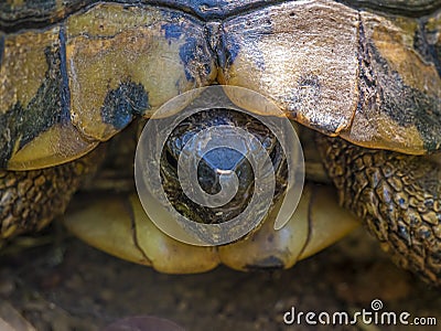 Wild Hermann`s tortoise is turtle species in Bulgaria. Stock Photo