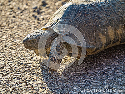 Wild Hermann`s tortoise is turtle species in Bulgaria. Stock Photo