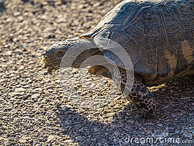 Wild Hermann`s tortoise is turtle species in Bulgaria. Stock Photo