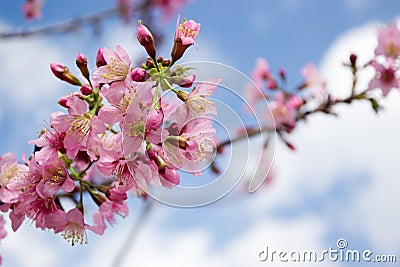 Wild himalayan cherry Stock Photo