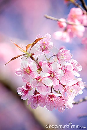 Wild Himalayan Cherry blossom Sakura Stock Photo