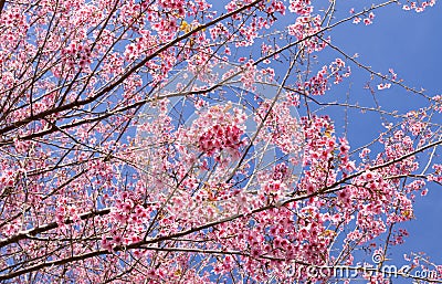 Wild himalayan cherry blossoms in spring season, Prunus cerasoides, pink sakura flower with blue sky background Stock Photo