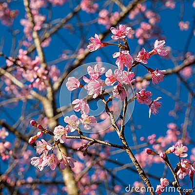 Wild Himalayan Cherry with blue sky Stock Photo