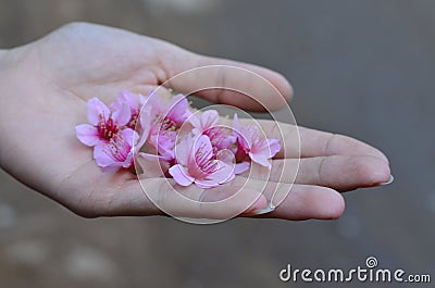 wild himalayan cherry flowers in hand Stock Photo