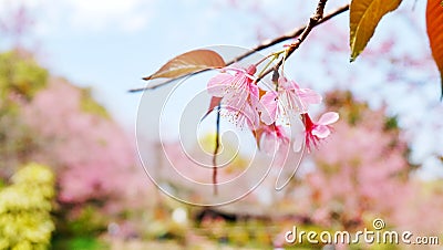 Wild Himalayan Cherry in the garden Stock Photo