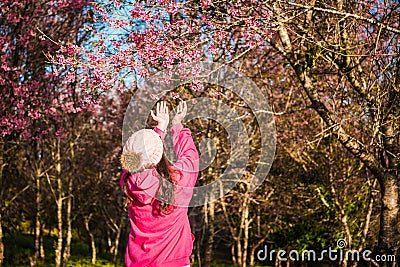 Wild himalayan cherry in sunshine day Stock Photo