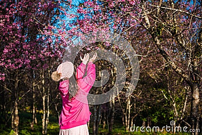 Wild himalayan cherry in sunshine day Stock Photo