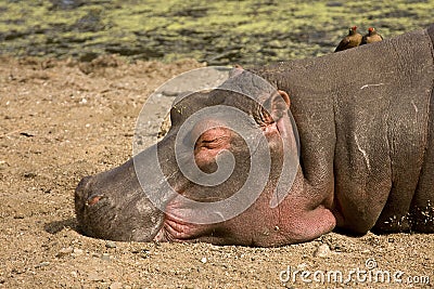 Wild hippo sleeping deeply on the river bank, african savannah, Kruger, South Africa Stock Photo