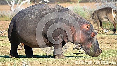 Wild hippopotamus is grazing in namibian savanna Stock Photo