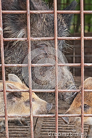 Wild hog in cage Stock Photo