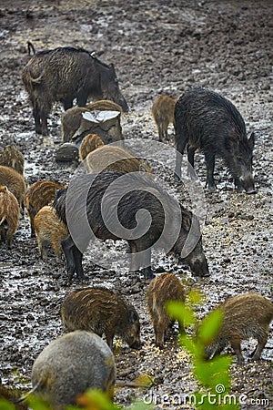 Wild hog female and piglets in the mud Stock Photo