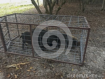 Wild hogs caught in trap Stock Photo