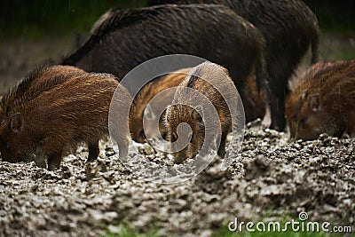 Wild hogs (feral pigs) in rain Stock Photo