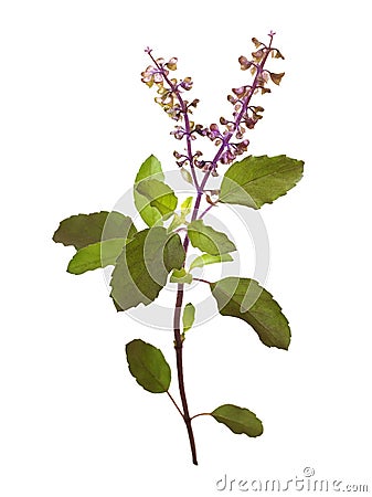 Wild Holy Basil Tulasi in flower isolated Stock Photo