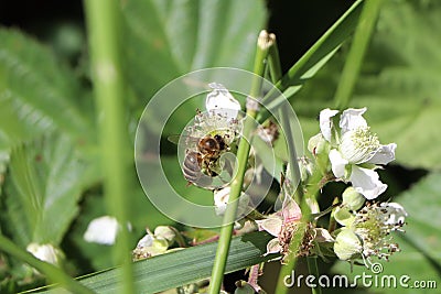 Honeybee eating nectar Stock Photo