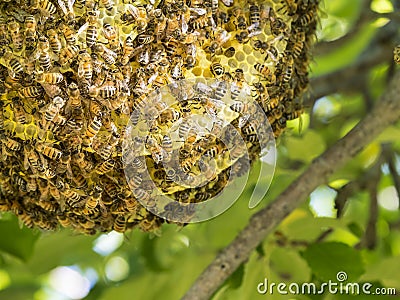 Wild Honeybee Hive in a Tree Stock Photo