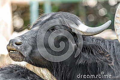 Wild Horned Bull Portrait Stock Photo