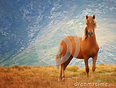 Wild horse Stock Photo