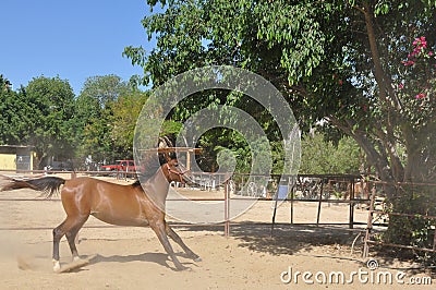 Wild horse Stock Photo