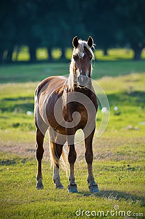 A wild horse Stock Photo