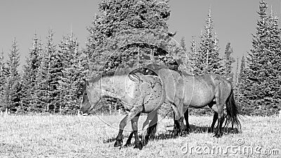 Wild horse band stallions vying for position on Pryor Mountain in Montana USA - black and white Stock Photo