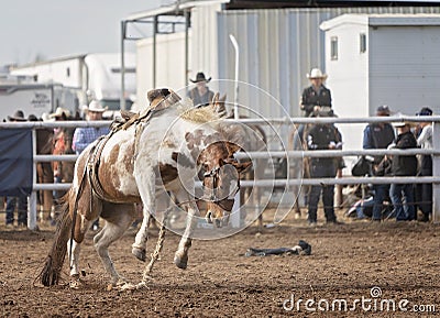 Wild Horse Bucks Off Cowboy Rider At Rodeo Editorial Stock Photo