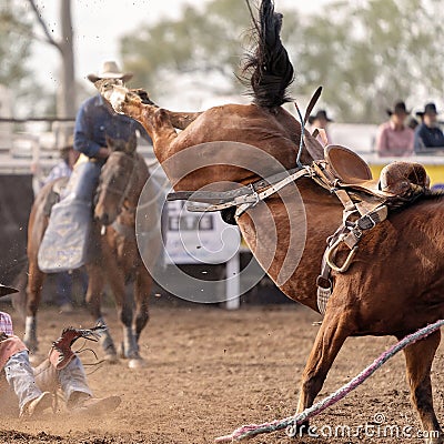 Wild Horse Bucks Off Cowboy Rider At Rodeo Editorial Stock Photo