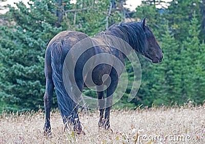 Wild Horse - Dust and Dirt covered Black Stallion in the Pryor Mountains Wild Horse Range in Montana USA Stock Photo