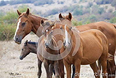 Wild horse family Stock Photo