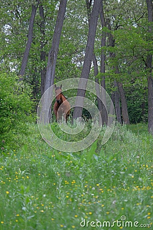 Wild horse in forest Stock Photo