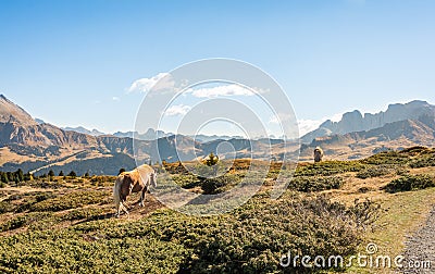 Wild horse grazing atop the Dolomites Stock Photo