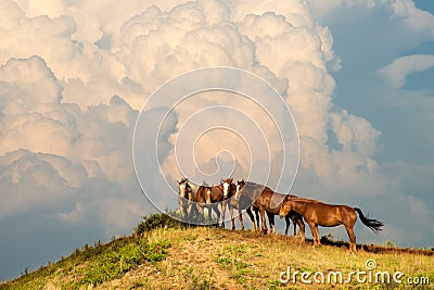 Wild Horse Herd, Horses, Storm Cloud Stock Photo