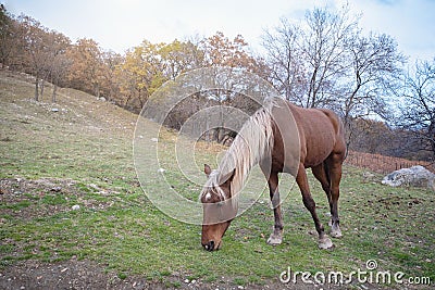 Wild horse like mustang graze on meadows Stock Photo