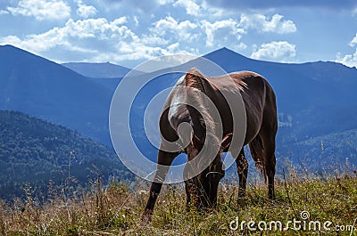 A wild horse looks into the distance against the mountain peaks of the Carpathian Mountains Stock Photo