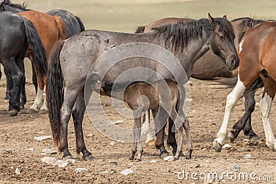 Wild Horse Mare and Cute Foal Nursing Stock Photo