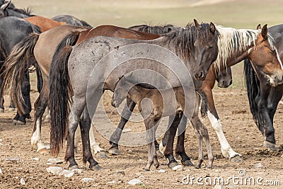 Wild Horse Mare and Cute Young Foal Stock Photo