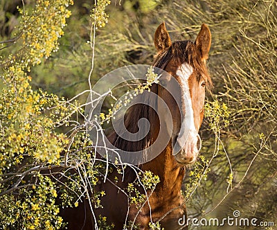 Wild Horse / Mustang - Portrait Salt River, Arizona Stock Photo