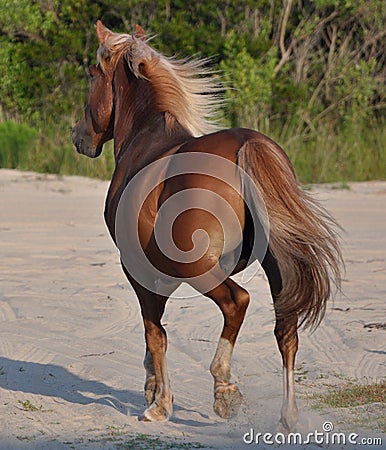 Wild horse in OBX Stock Photo