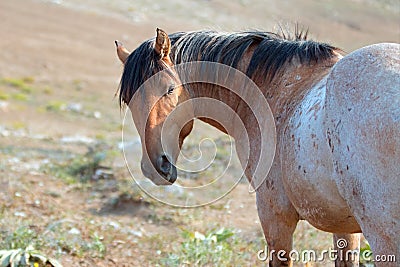 Wild Horse - Red Roan Stallion looking back in the Pryor Mountains Wild Horse Range in Montana USA Stock Photo