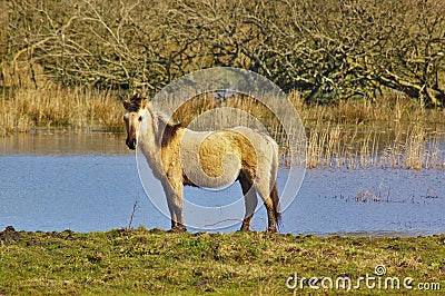 Wild horse in a swamp Stock Photo